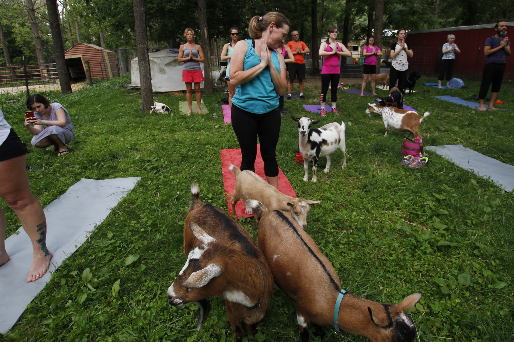 Goat Yoga